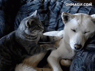  귀여운 고양이 강아지 꾹꾹이 움짤 gif