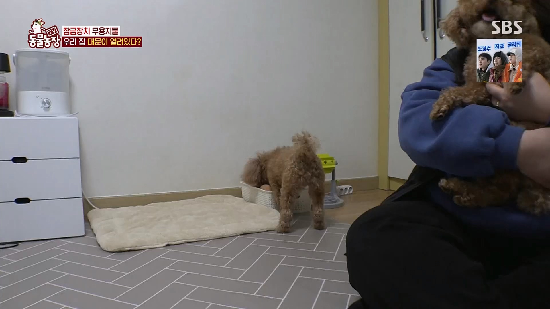 TV 동물농장.E1109.230226p.H264-F1RST.mp4_20230226_161910.087.jpg