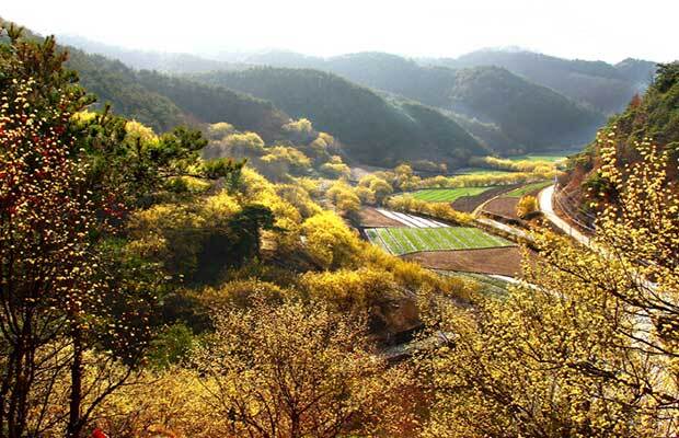 산수유축제