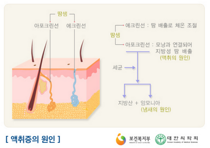 땀샘 구조