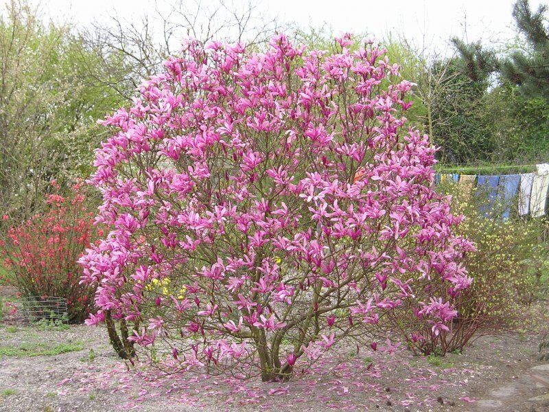 자목련 (학명: Magnolia liliflora) 꽃말: 믿음&amp;#44; 자연애&amp;#44; 은혜&amp;#44; 존경&amp;#44; 숭고한 사랑
