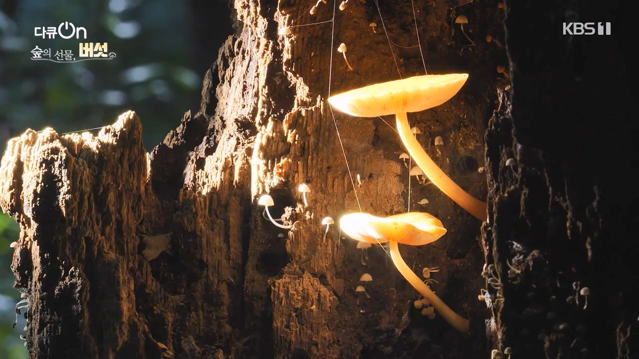 다큐 온.E227.231120p-NEXT.mp4_20231121_201953.007.jpg