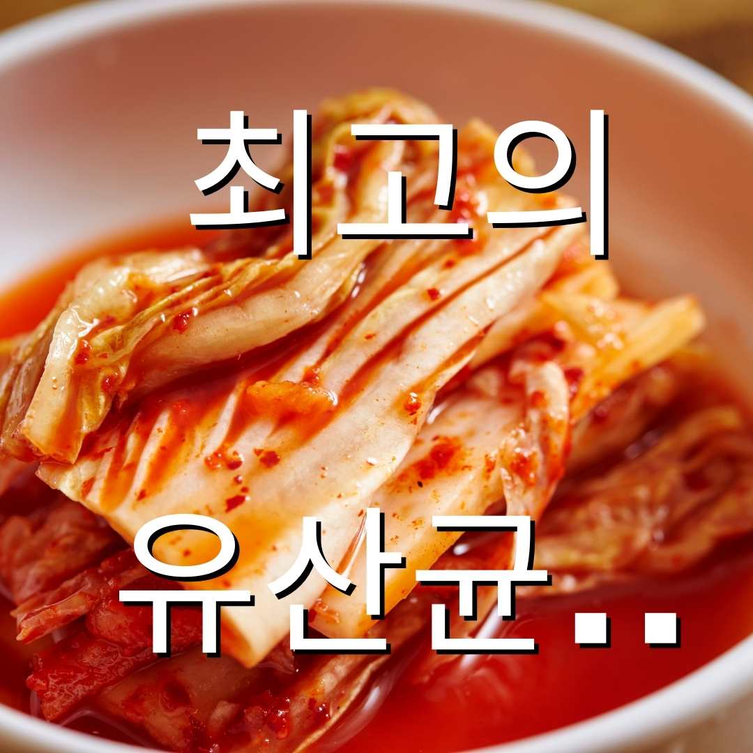 김치유산균