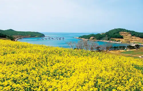완도 청산도 꽃 이미지