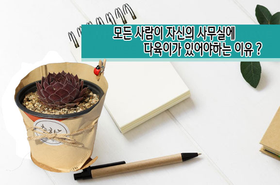  모든 사람이 자신의 사무실에 다육이 있어야하는 이유!     유니크가든  와인병다육이 가드닝
