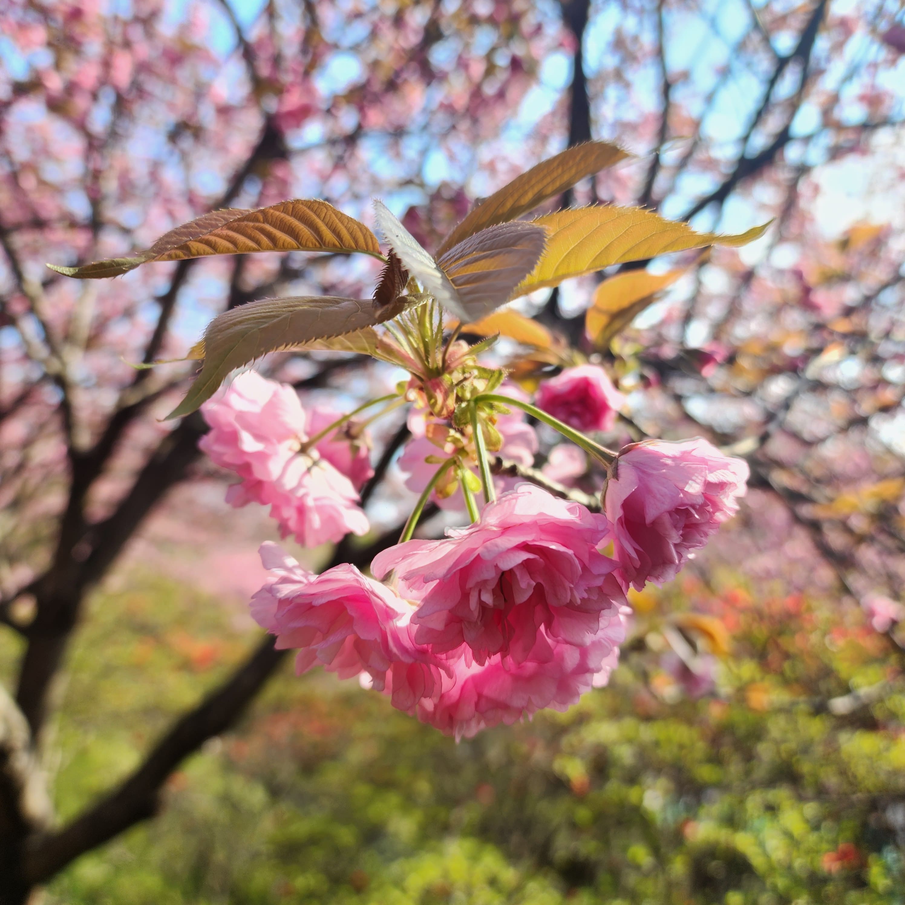 전주 겹벚꽃 개화