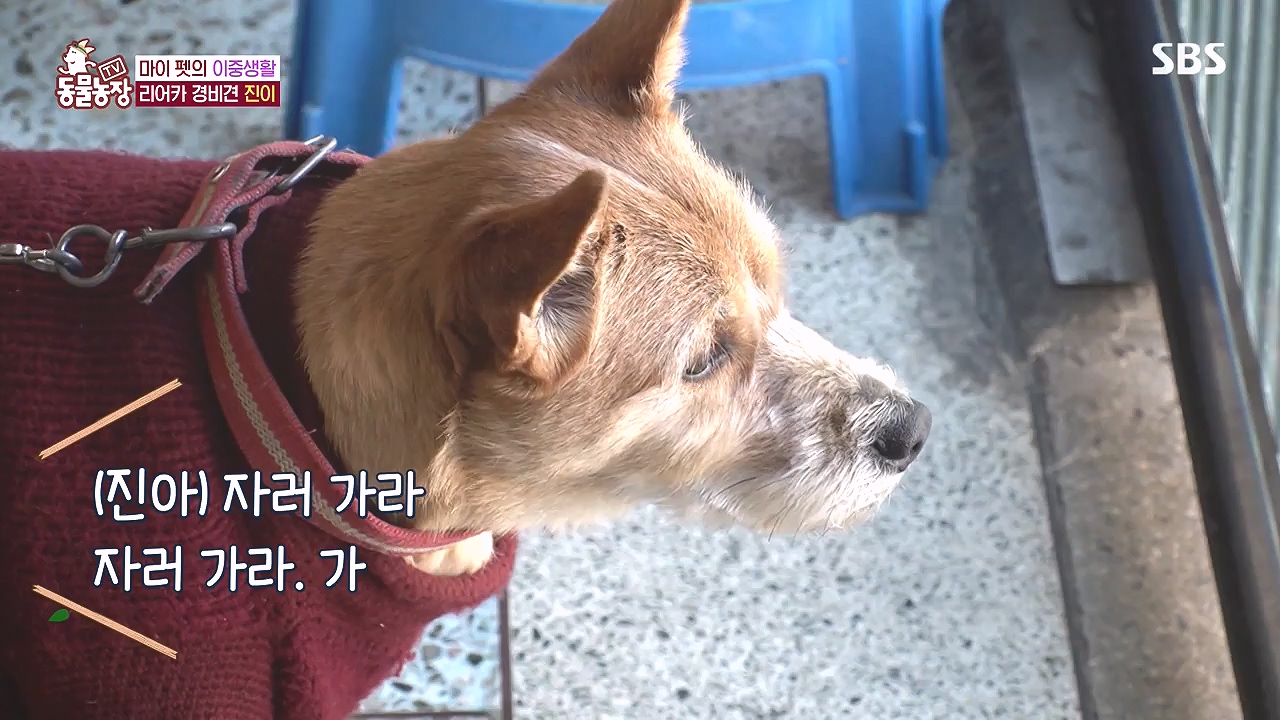 TV 동물농장.E1153.240108p-NEXT.mp4_20240107_173841.971.jpg
