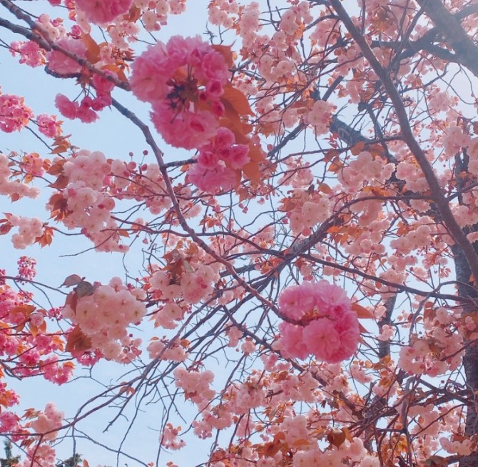 부산 벚꽃 명소인 민주공원 모습