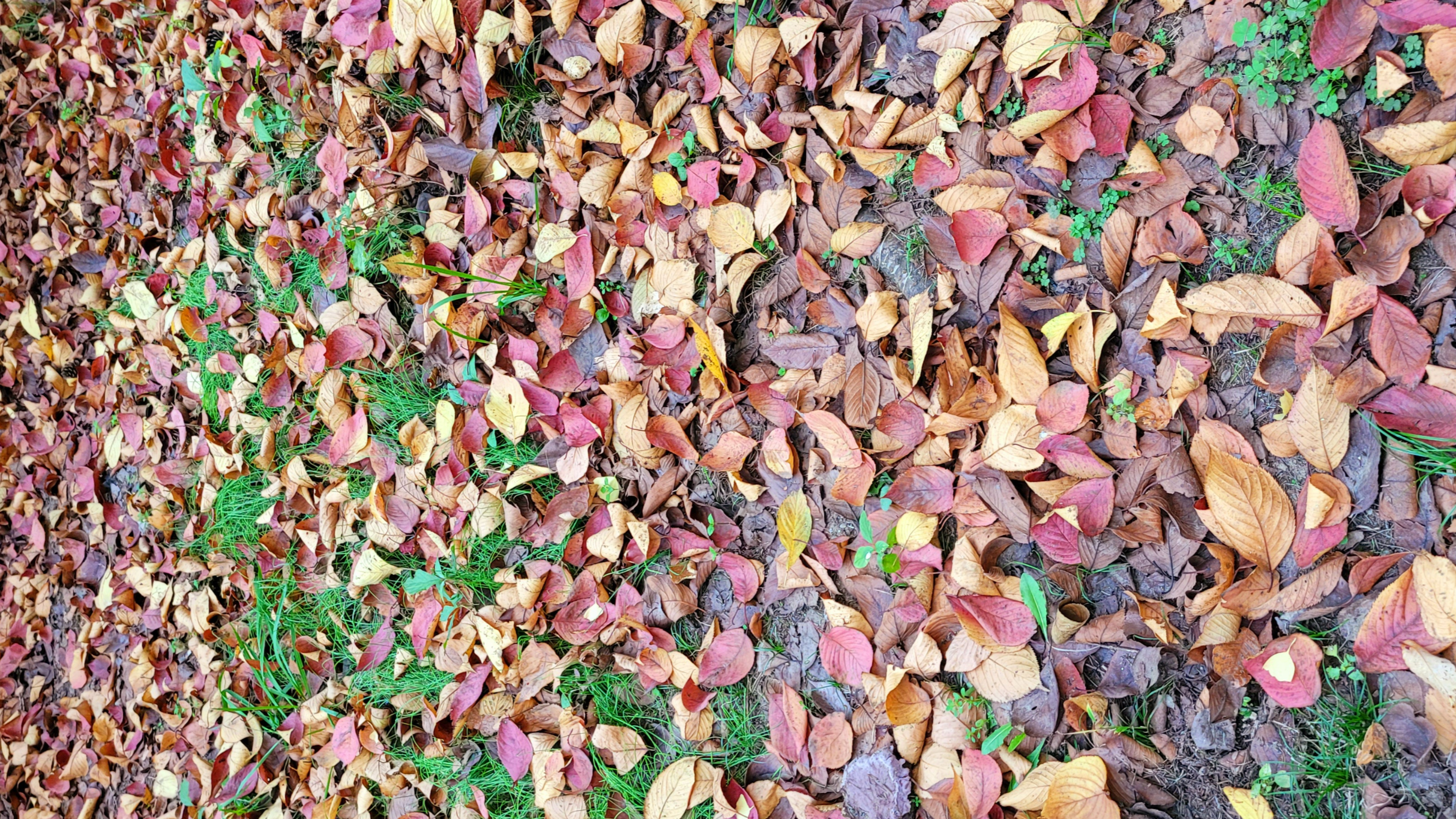 떨어진 낙엽들을 쓸모없음과 쓸모있음의 시선으로 바라본다면 낙엽이 물들어 사라지는 가을이 무슨 소용이랴!