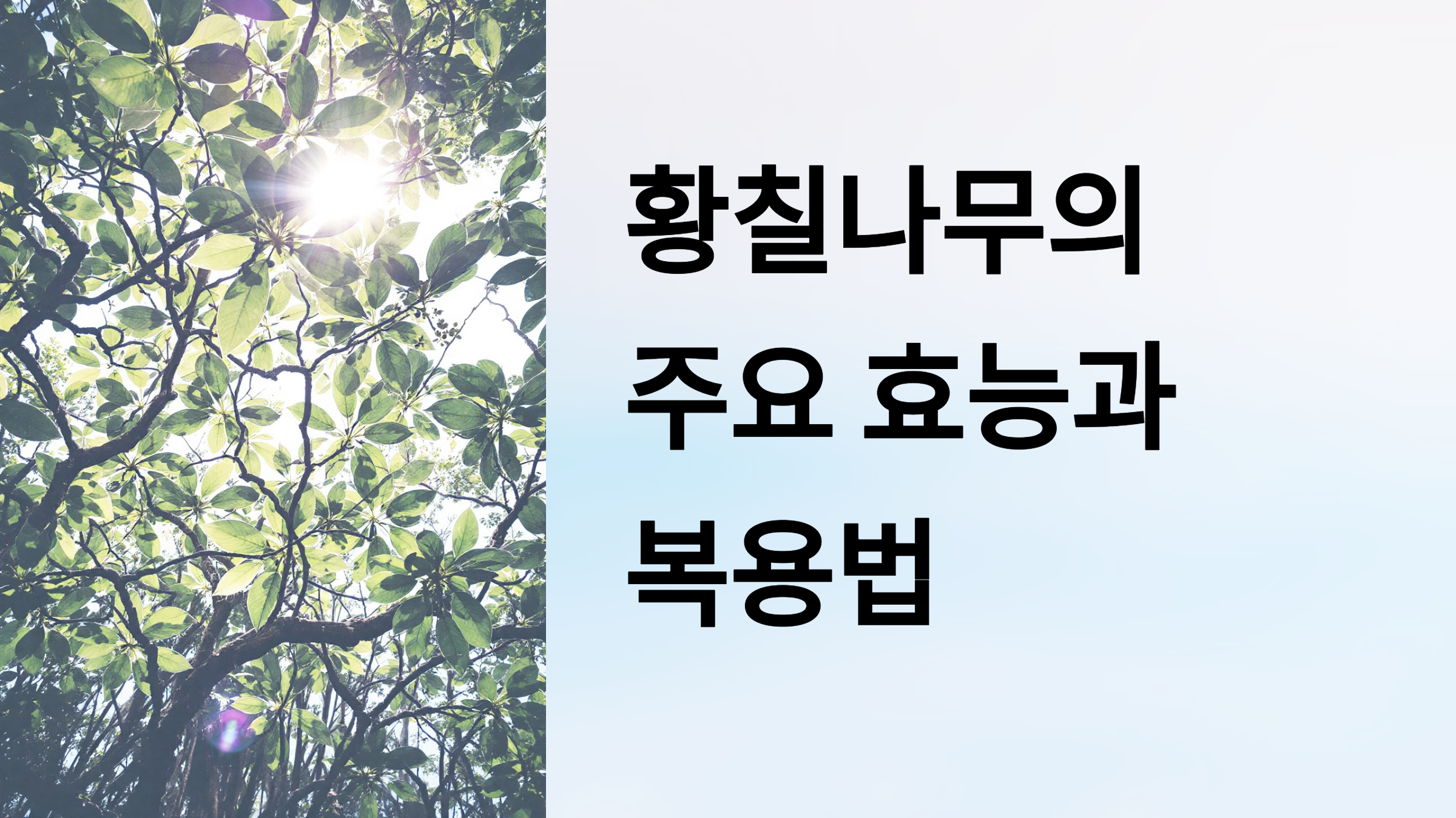 황칠나무의 주요 효능과 복용법 PPT 이미지