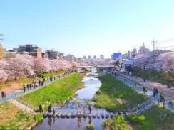 불광천-벚꽃길-1