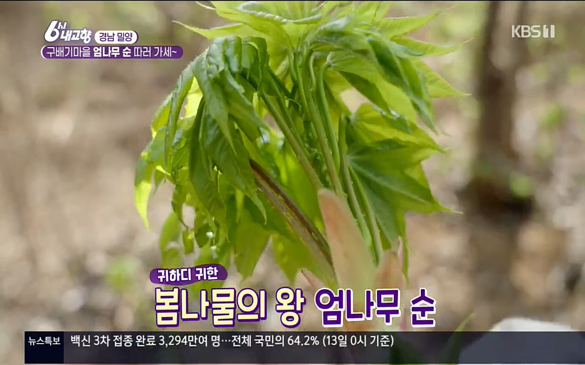6시 내고향.E7510.220414p.H264-F1RST.mp4_20220419_182114.663.jpg