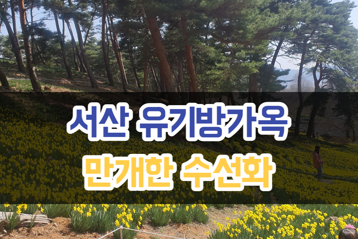 서산 - 유기방 - 수선화