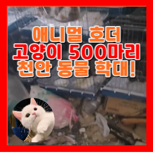 애니멀호더 천안 고양이 500마리