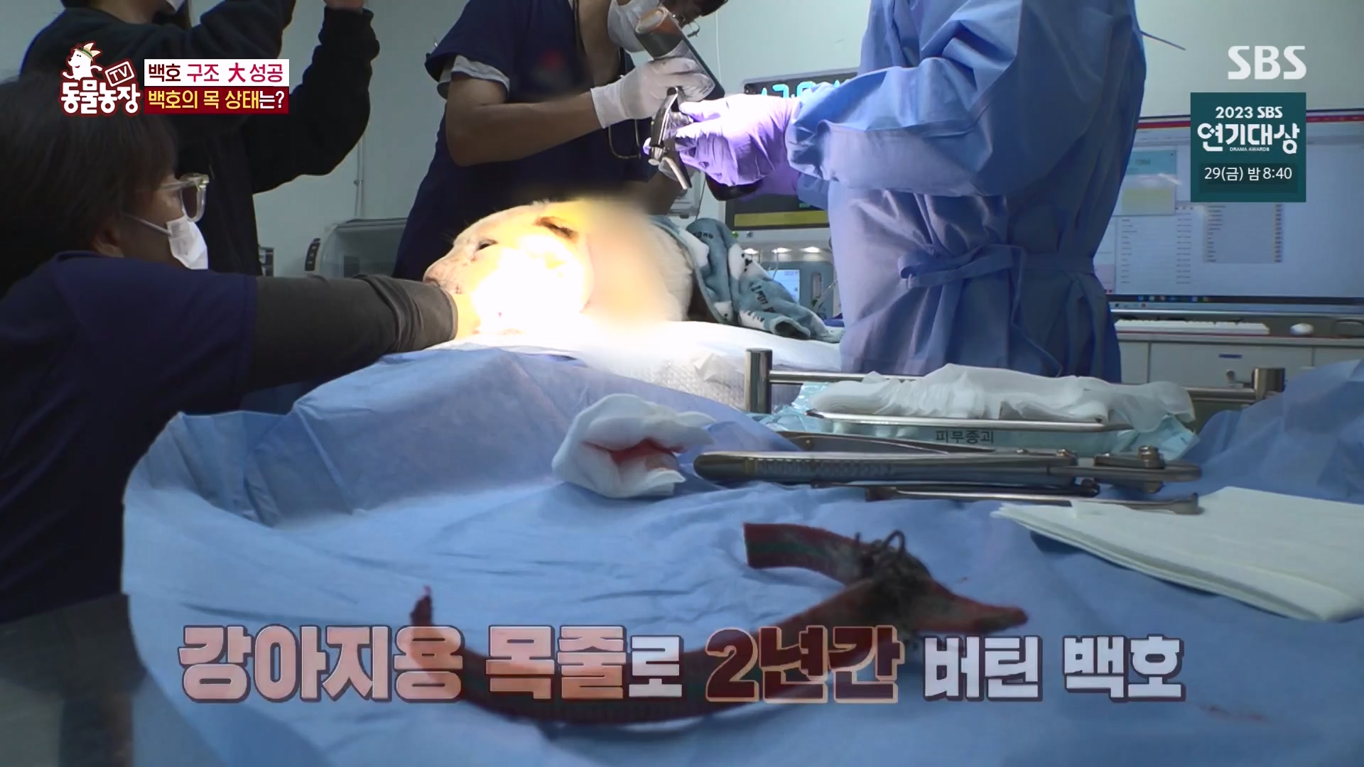 TV 동물농장.E1151.231224p-NEXT.mp4_20231224_154142.602.jpg