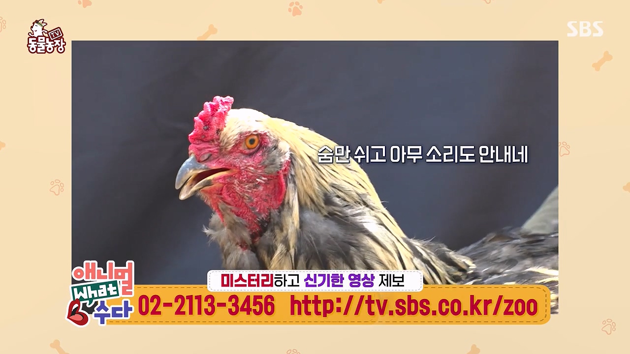 TV 동물농장.E1172.240520p-NEXT.mp4_20240519_163747.364.jpg