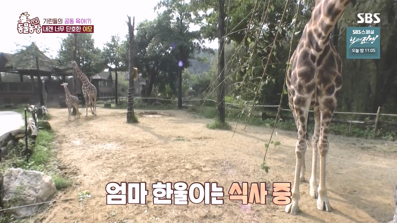 TV 동물농장.E1142.231023p-NEXT.mp4_20231022_174001.823.jpg
