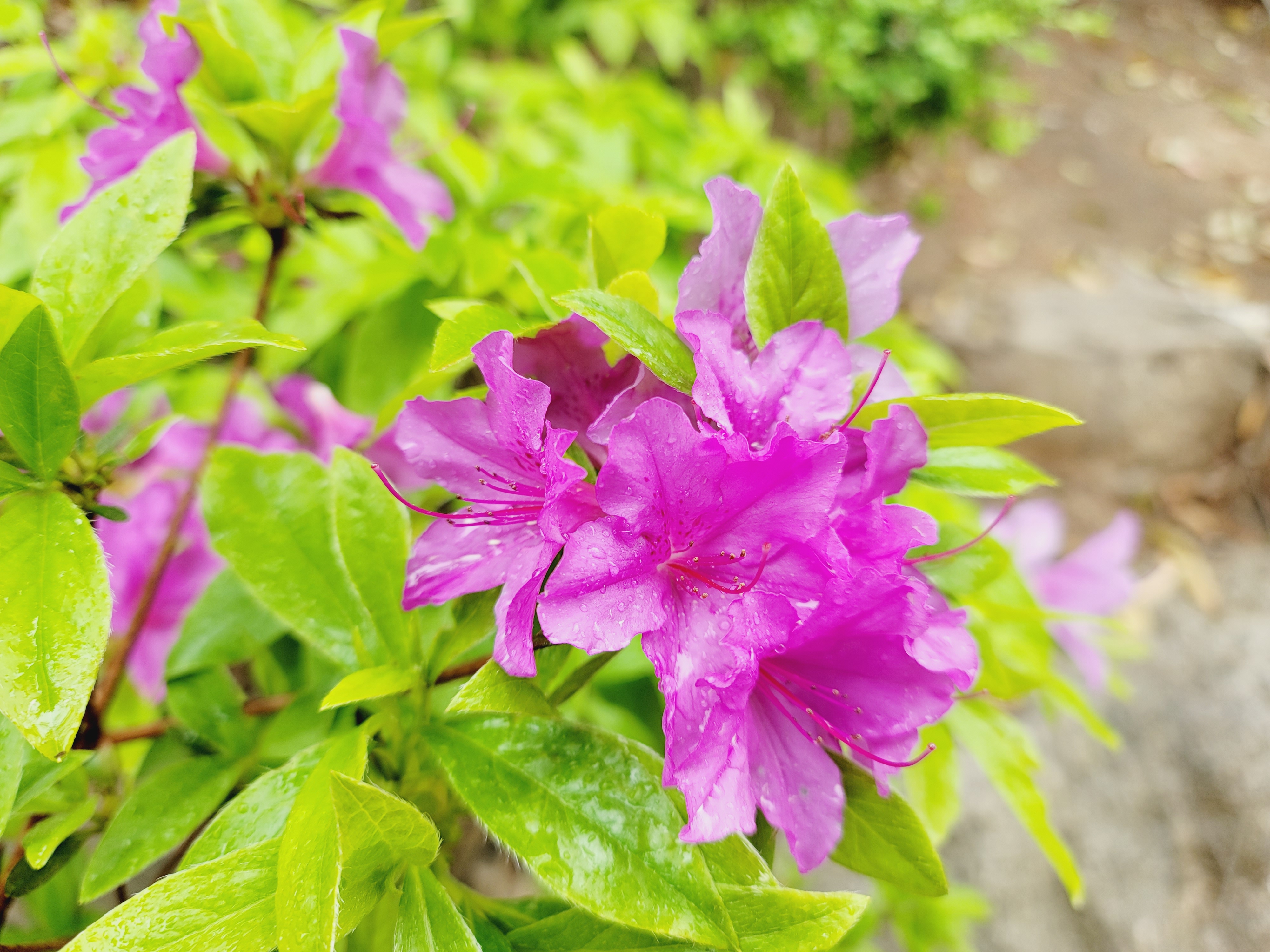 산철쭉 화단접대 49