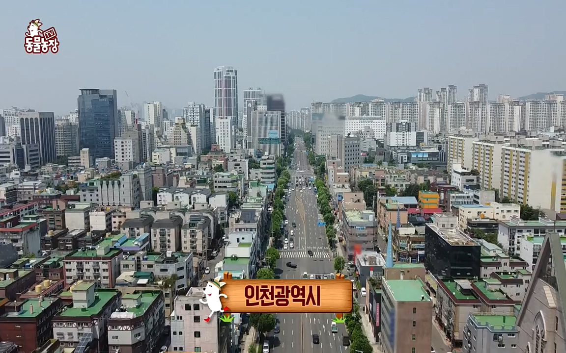 TV 동물농장.E1075.220627p-NEXT.mp4_20220626_175556.886.jpg