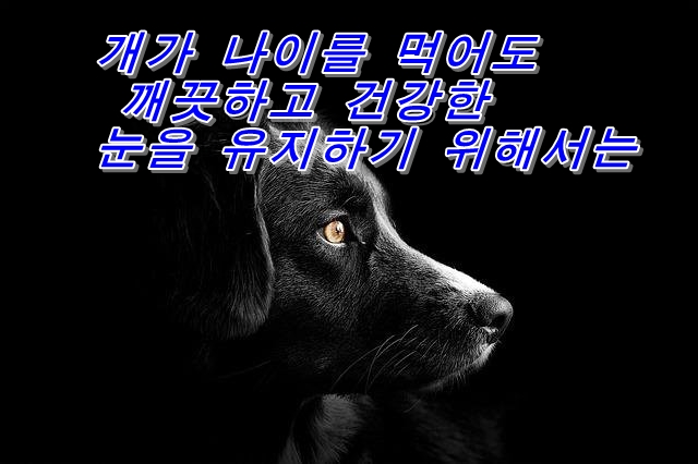  개가 나이를 먹어도 깨끗하고 건강한 눈을 유지하기 위해서는