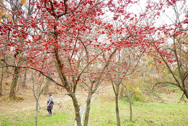 앵두??같은 붉은 열매 달린 나무 사이로&#44; 여성 한분 걸어가고 있습니다.