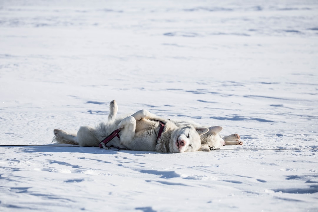 Sledding