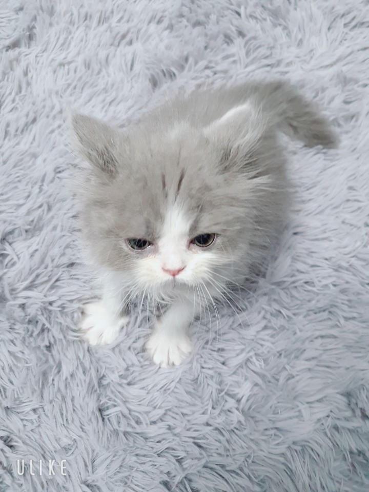  [반려묘/애완동물] 우리집 고양이 "최냥냥"이를 소개합니다.