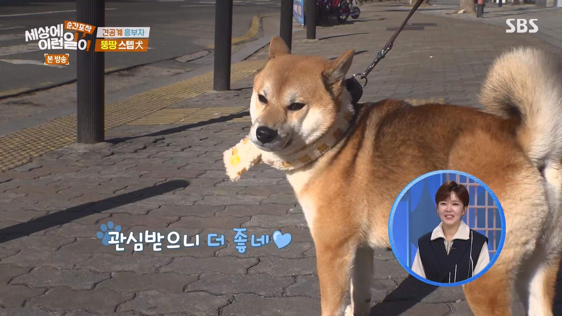 순간포착 세상에 이런일이.E1261.240120p-NEXT.mp4_20240121_133930.137.jpg