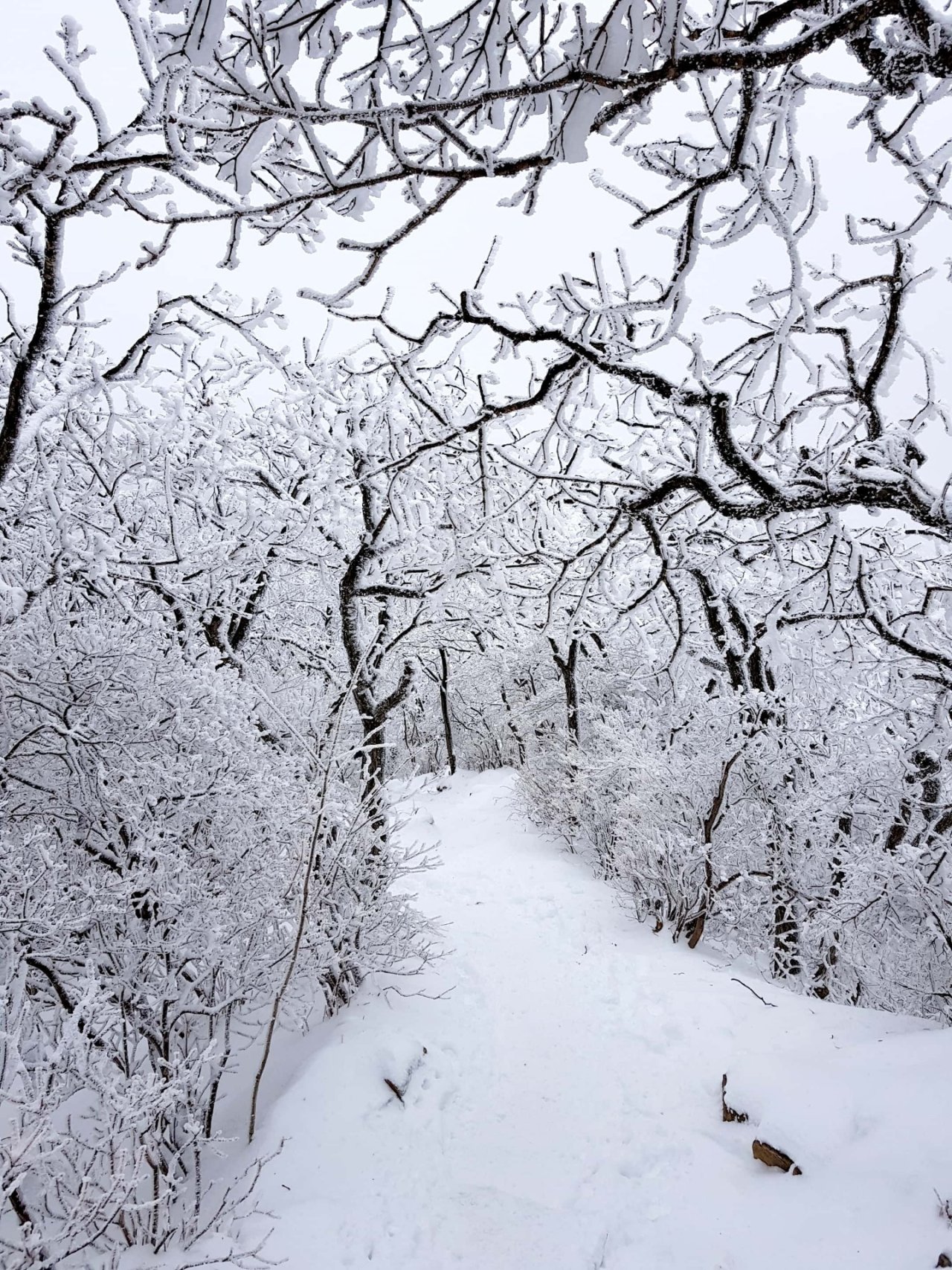 울산 가지산 설경