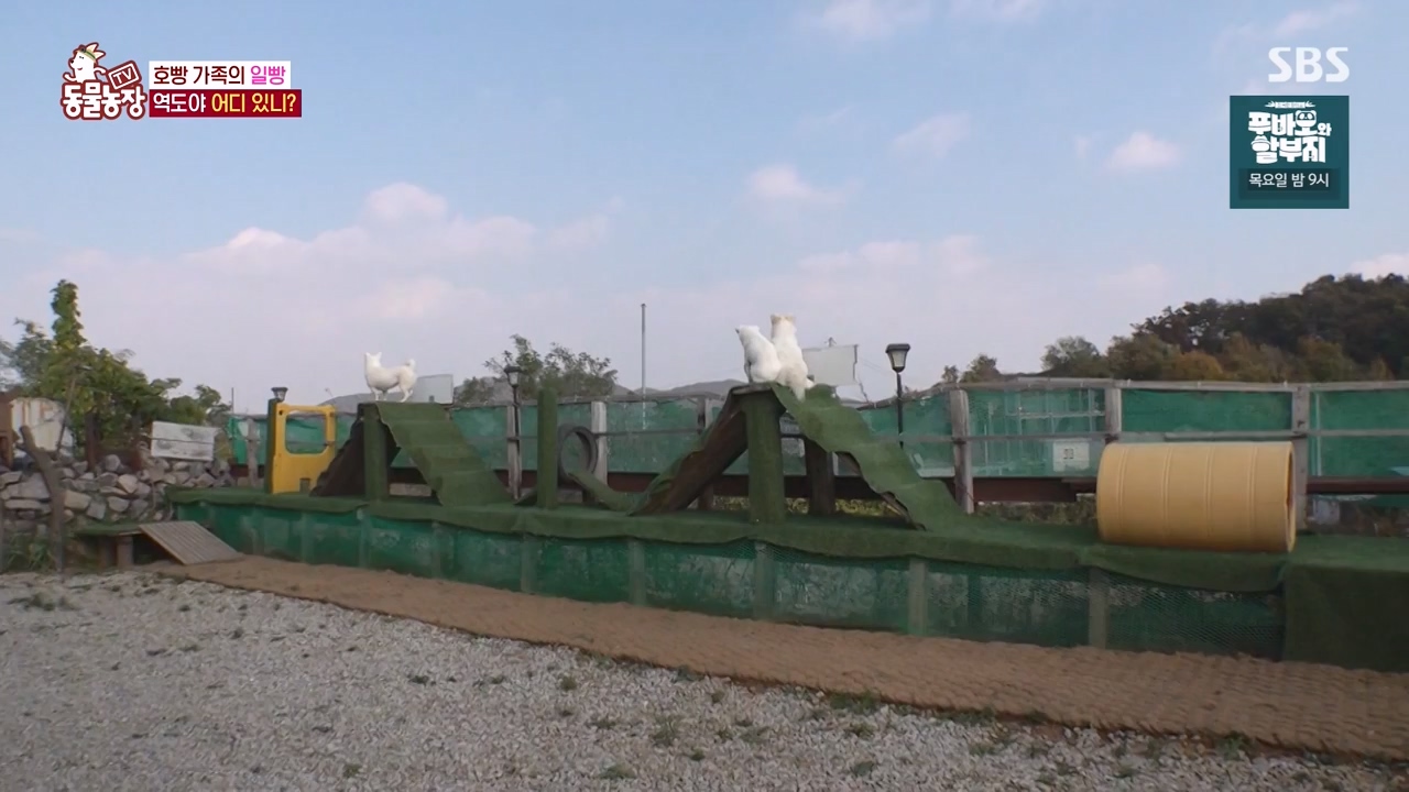 TV 동물농장.E1147.231127p-NEXT.mp4_20231126_170348.323.jpg