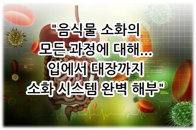 음식물 소화의 모든 과정에 대해... 입에서 대장까지 소화 시스템 완벽 해부 자세히 알아보기