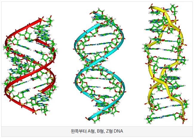 이해하기 쉬운 DNA, 유전자, 염색체 관계