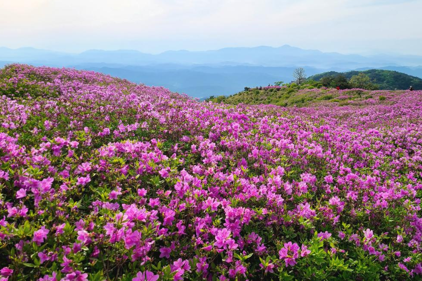 황매산 철쭉