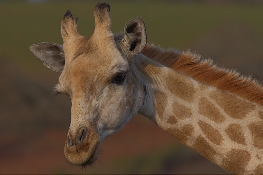 Giraffe