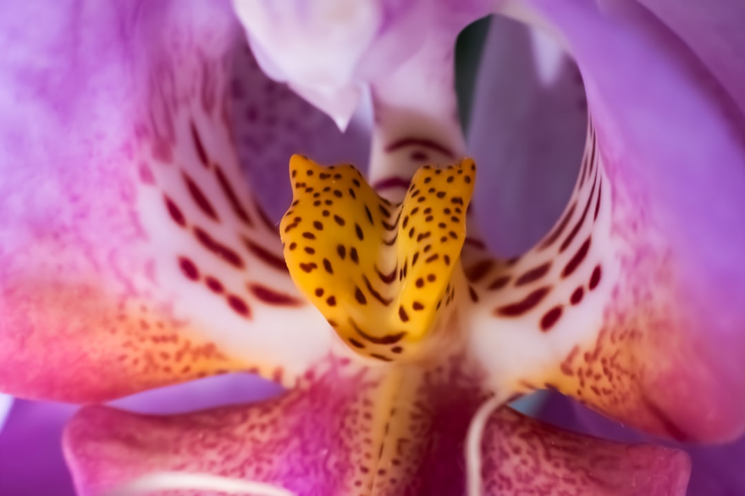 Orchid