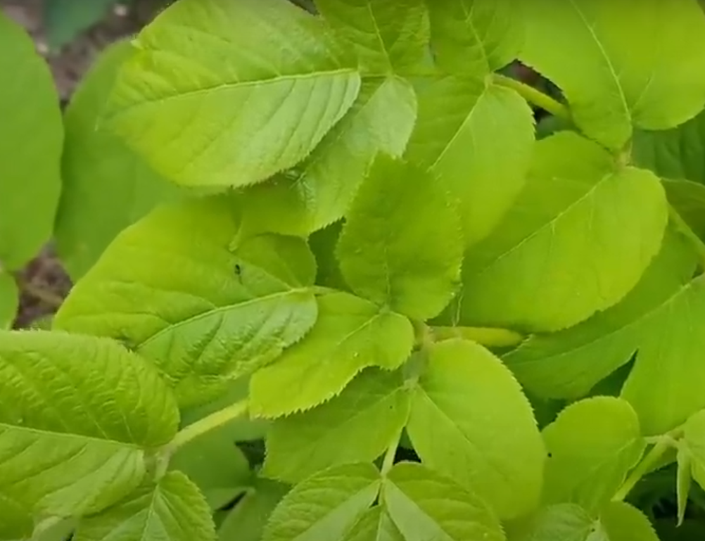 땅두릅나물