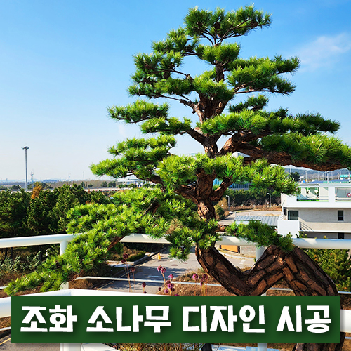 디자인소나무 이미지