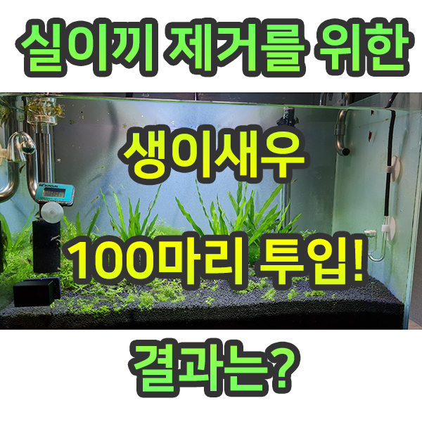  실이끼 제거를 위한 생이새우투입 결과