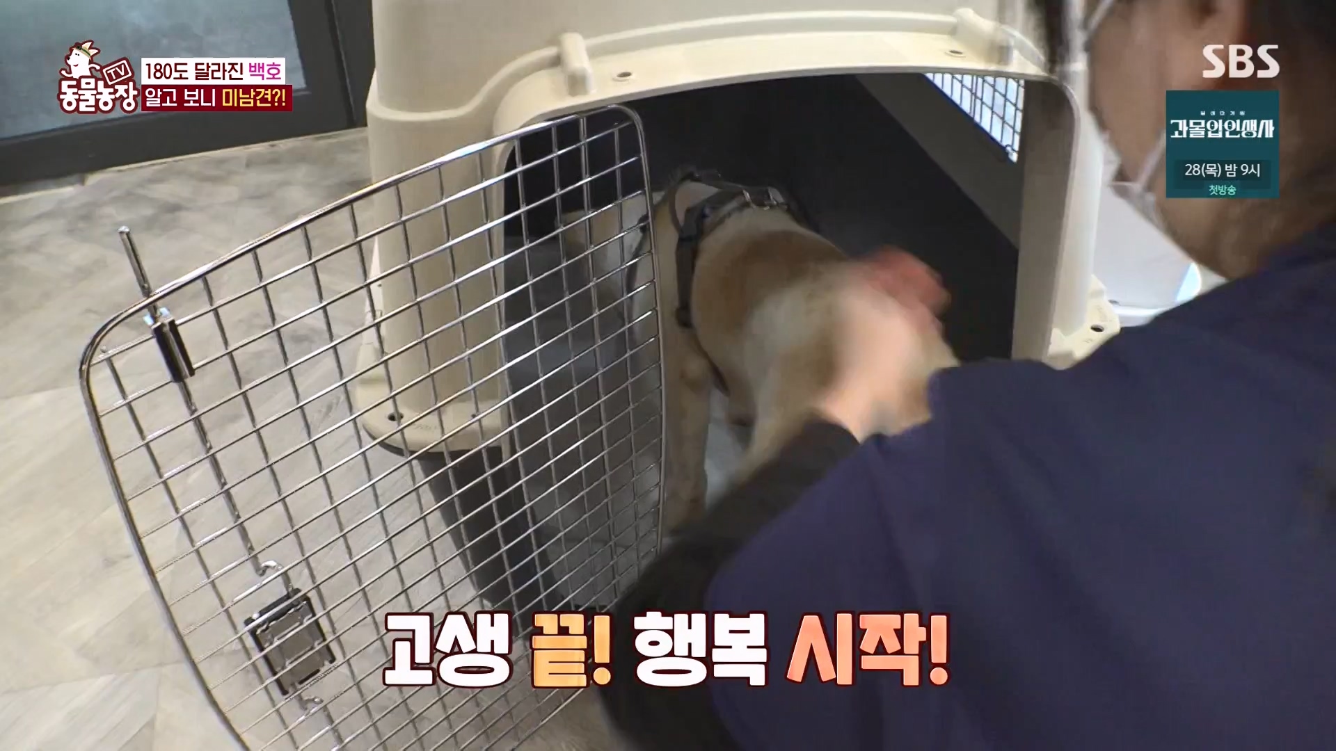 TV 동물농장.E1151.231224p-NEXT.mp4_20231224_154144.571.jpg