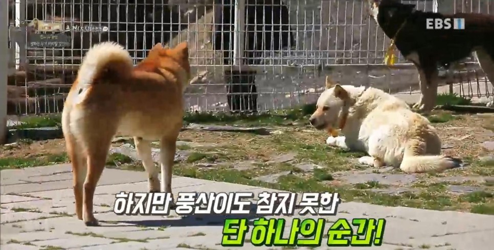 풍산개의치열한 혈투와 전쟁 - EBS 세상에 나쁜 개는 27