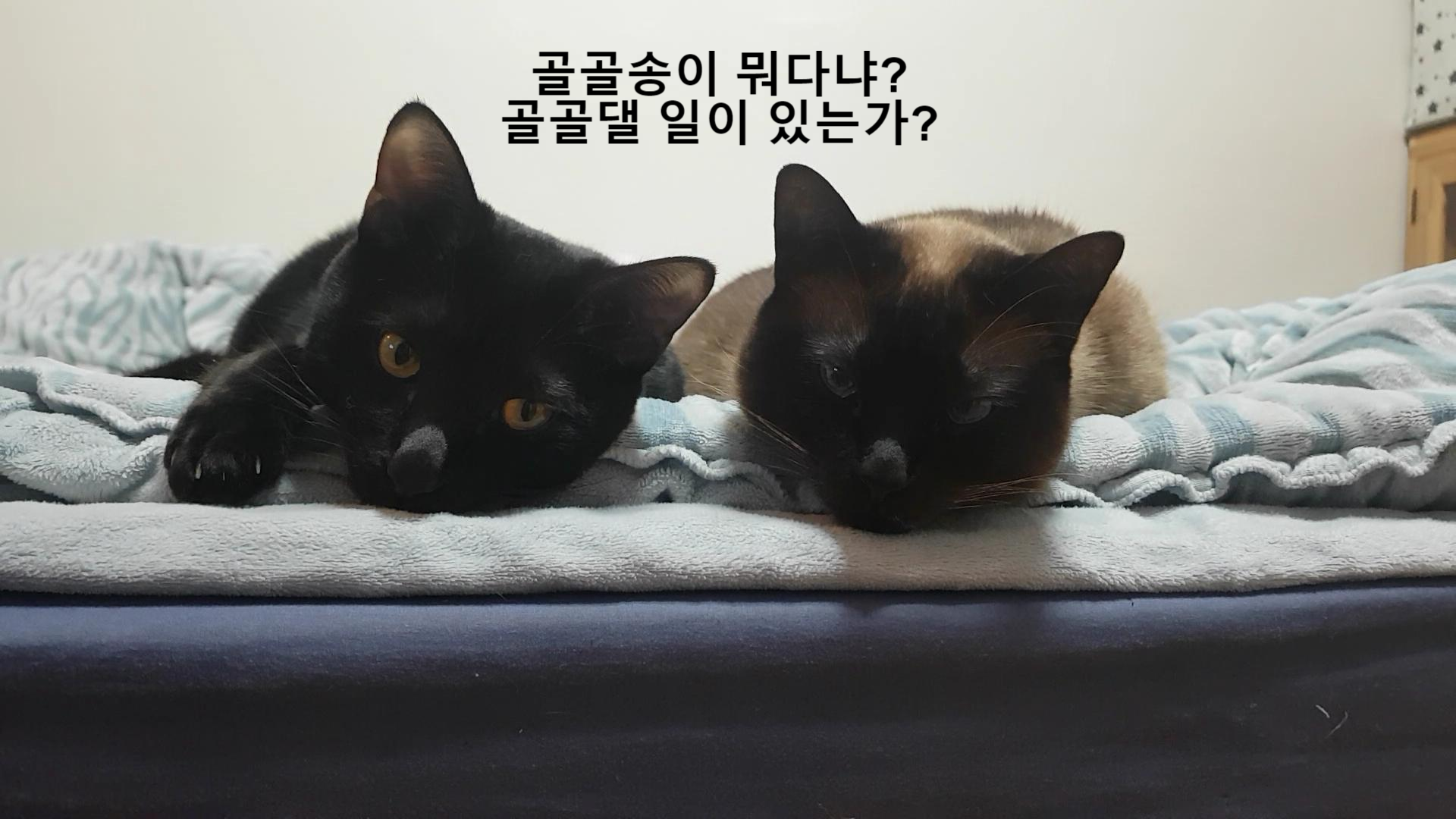  고양이 그르렁 소리, 골골송 소리 왜 내는 걸까요?