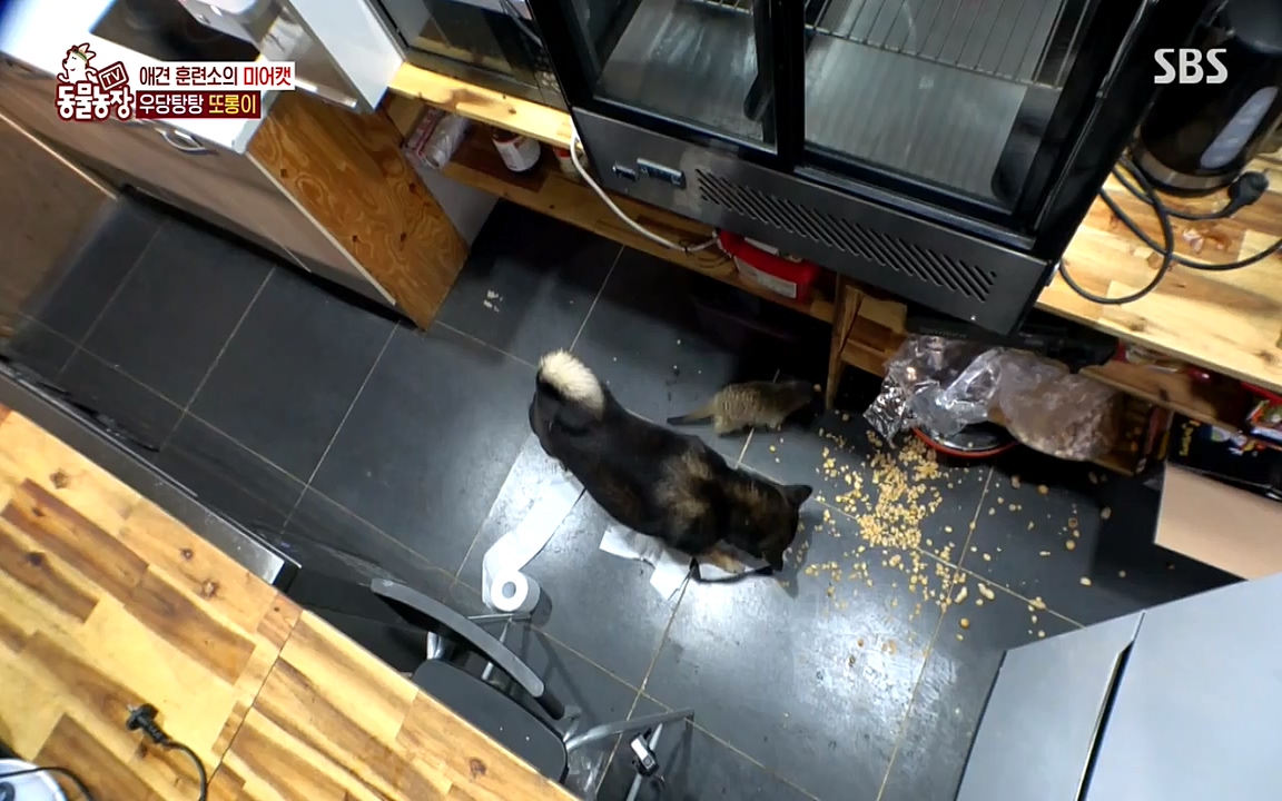 TV 동물농장.E1079.220725p-NEXT.mp4_20220724_151942.120.jpg