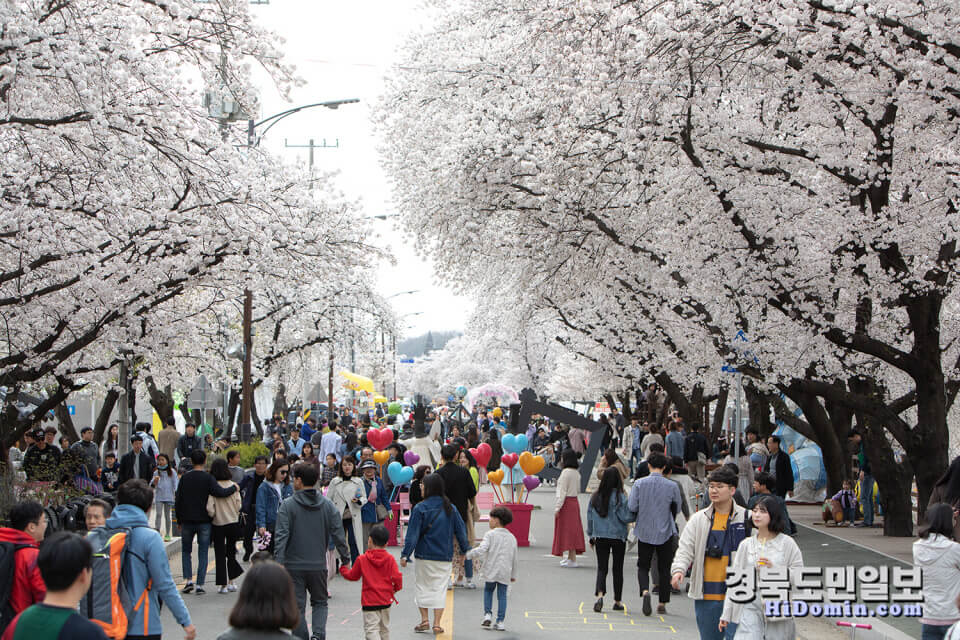 안동 벚꽃축제