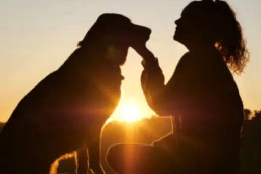 고양이 응급처치