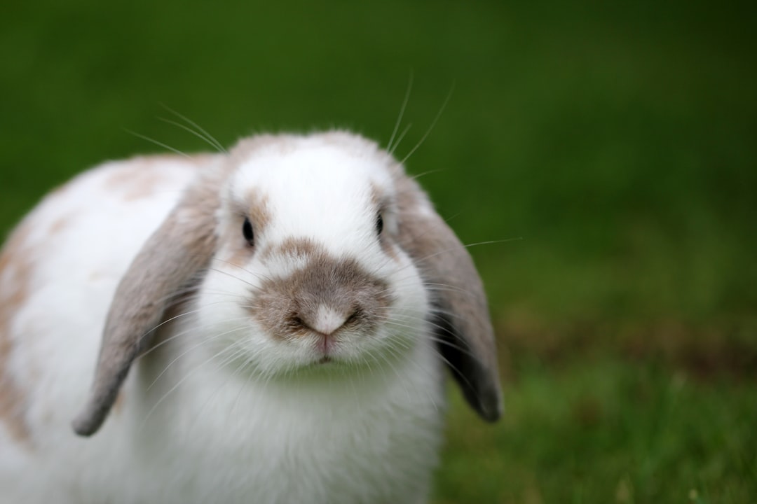 Bunny