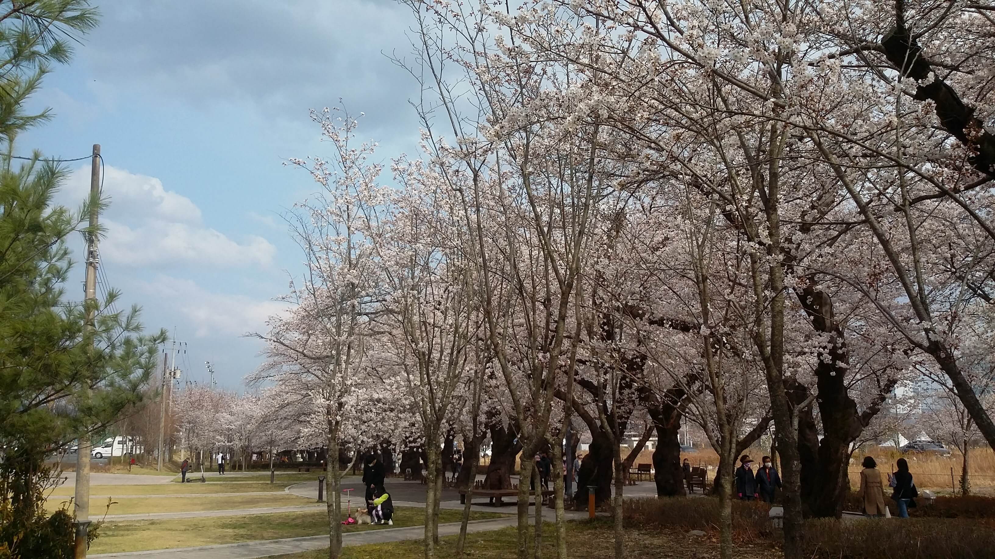 울산벚꽃작천정