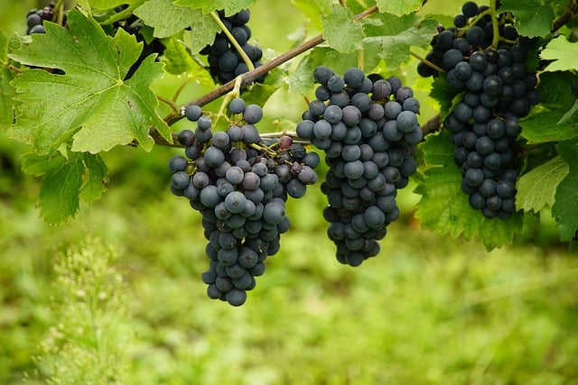 grapes-fruits-과일-포도