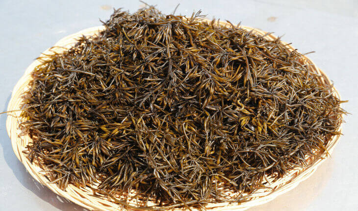  바다의 불로초 톳이 가지고 있는 효능