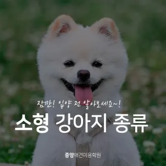 강아지 종류별 사진과 이름 작은 강아지 애완견 종류_21