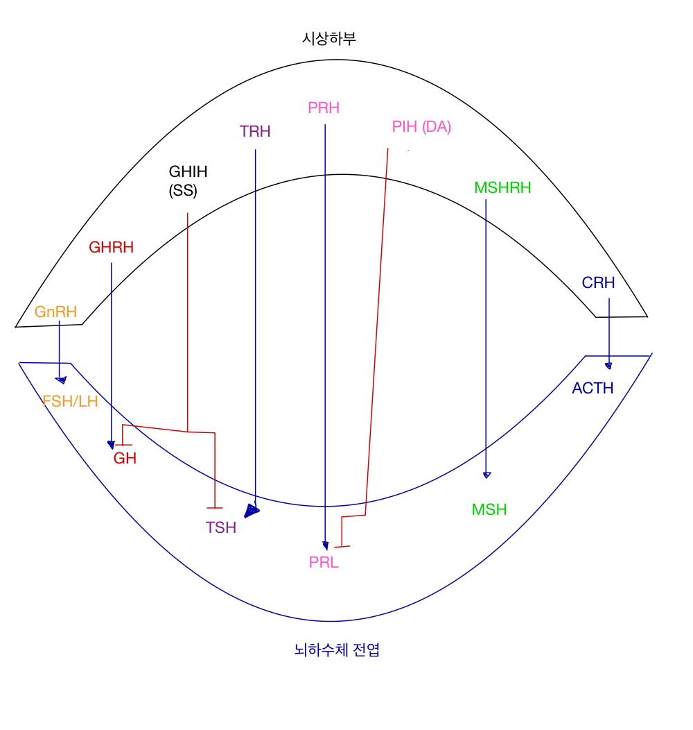  내분비 2 - 시상하부/뇌하수체 
